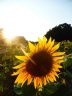 Tournesols à Montret Juillet 2015.JPG - 